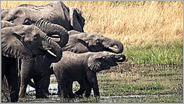 Elefantenhorde